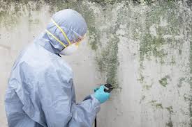 Mold Remediation for Vacation Homes in South Gull Lake, MI